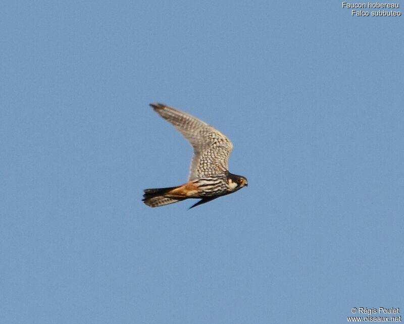 Eurasian Hobby, Flight