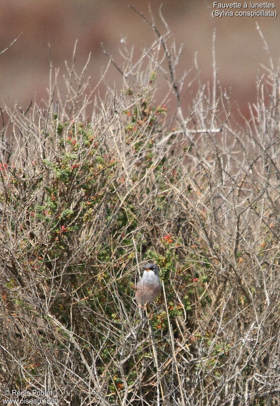 Spectacled Warbler male adult breeding, song