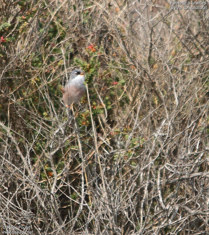 Spectacled Warbler male adult breeding, song