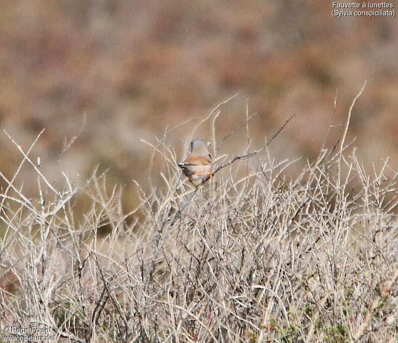 Spectacled Warbler male adult breeding