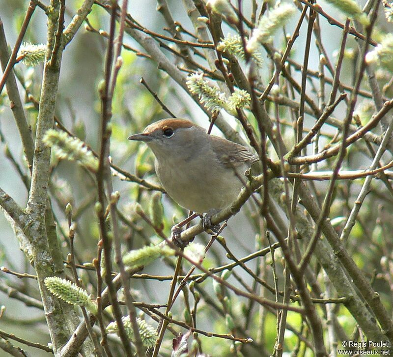 Eurasian Blackcap female adult