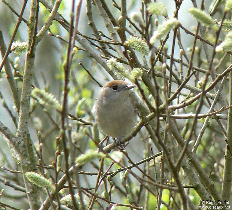 Eurasian Blackcap female adult