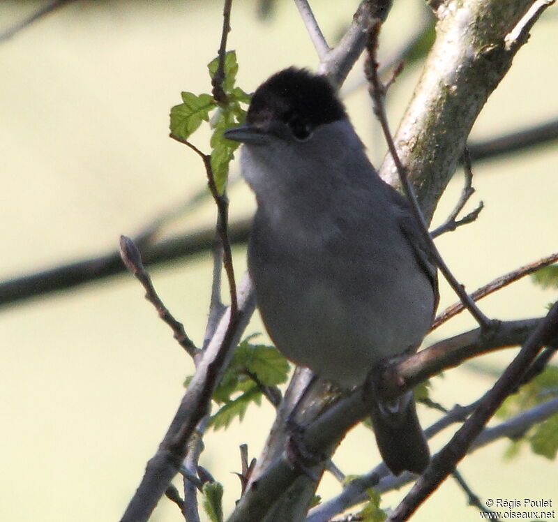 Eurasian Blackcap male adult breeding, Behaviour