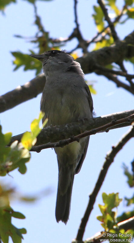 Eurasian Blackcap male adult, identification