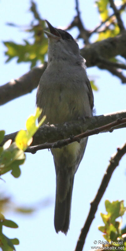 Eurasian Blackcap male adult, song