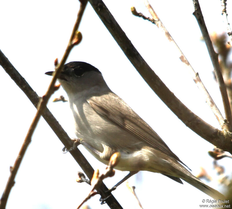 Eurasian Blackcap male adult