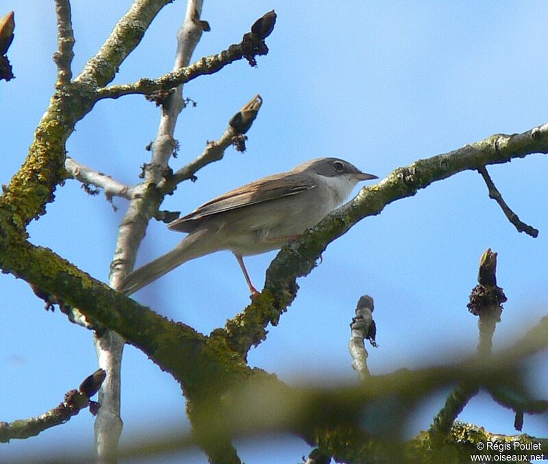 Common Whitethroatadult