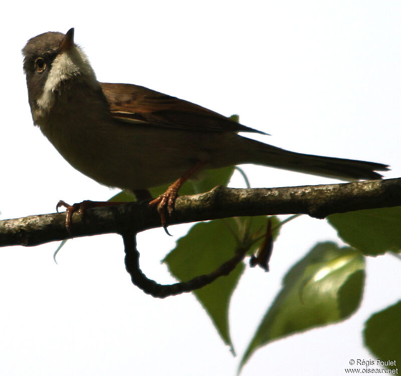 Common Whitethroatadult, identification, Behaviour