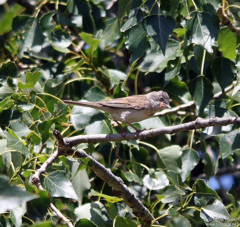 Fauvette grisetteadulte, identification