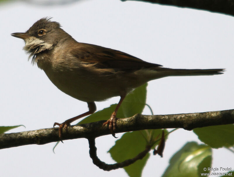 Common Whitethroatadult, identification