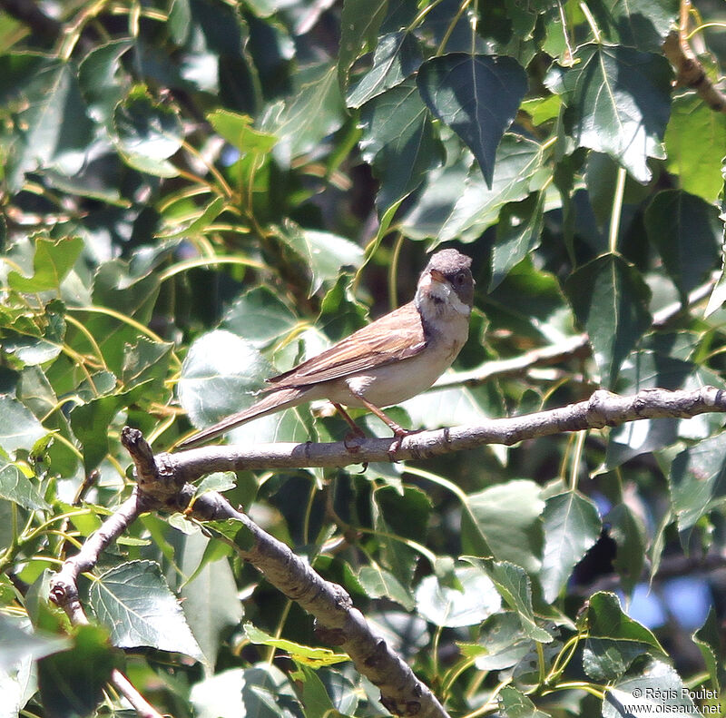 Fauvette grisetteadulte, identification