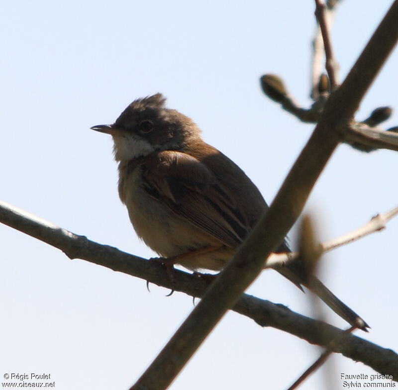 Common Whitethroat