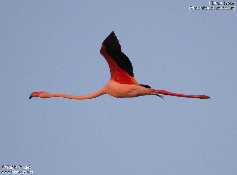 Flamant rose