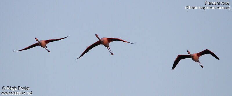 Flamant rose, Vol