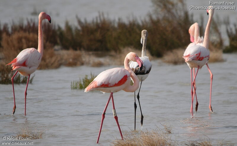 Flamant rose