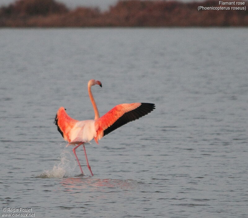 Greater Flamingo