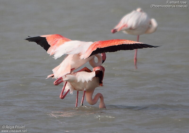 Flamant rose, Comportement