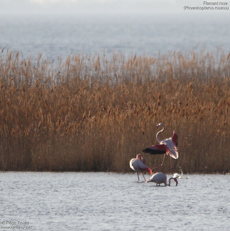 Flamant rose