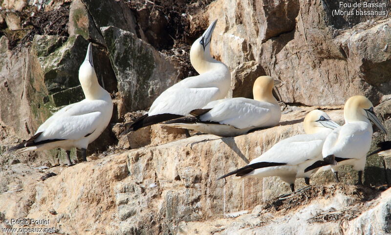 Northern Gannet