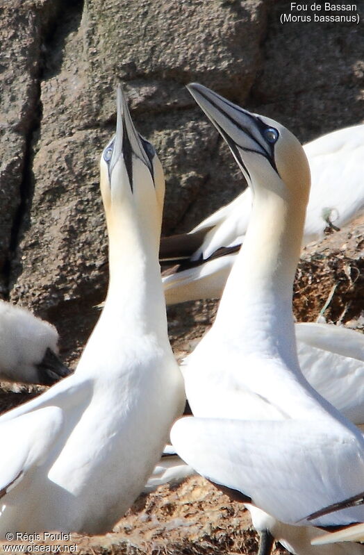 Northern Gannetadult, Behaviour