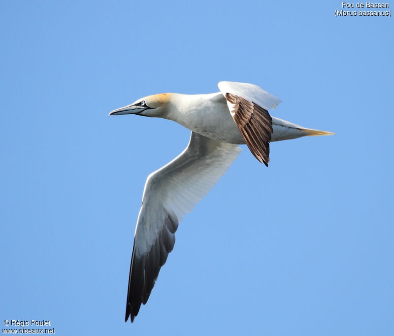 Northern Gannet, Flight