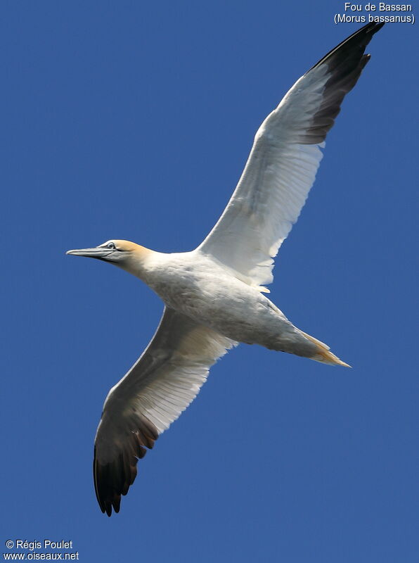 Northern Gannetadult, Flight