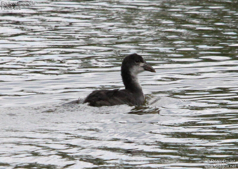 Foulque macroulejuvénile, identification