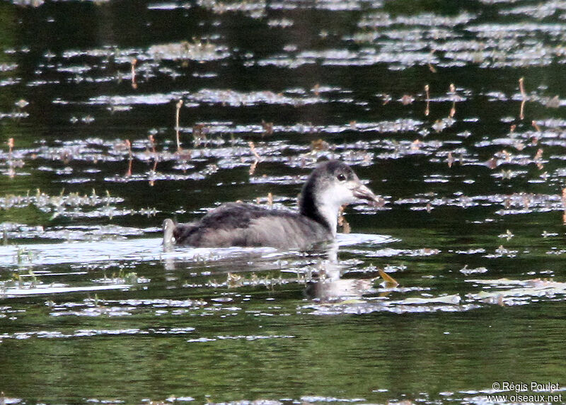 Foulque macroulejuvénile