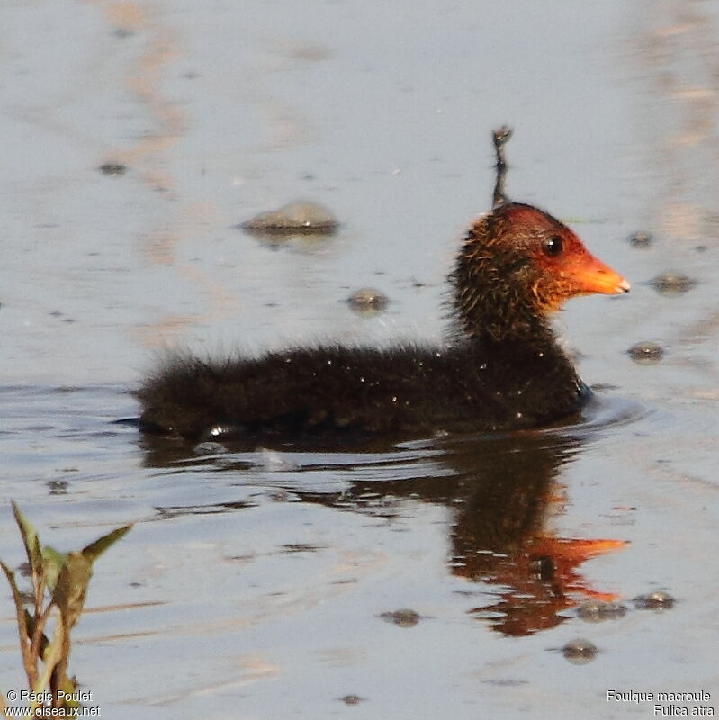 Foulque macroulejuvénile