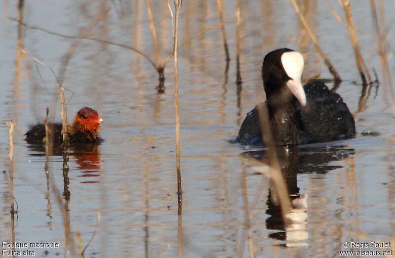 Eurasian Coot