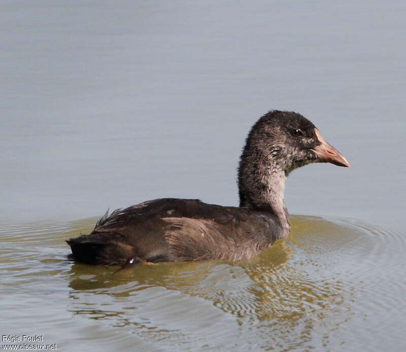 Eurasian Cootjuvenile, identification, swimming