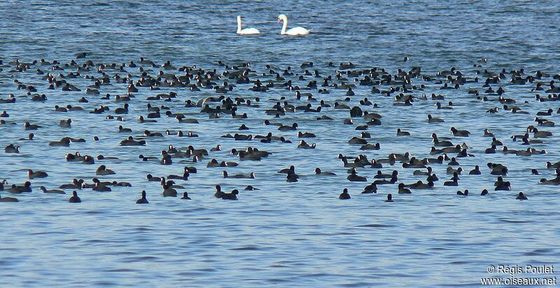 Eurasian Coot