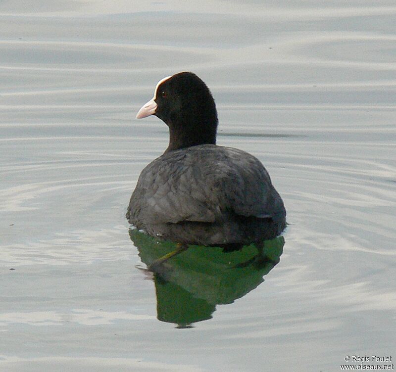 Eurasian Cootadult