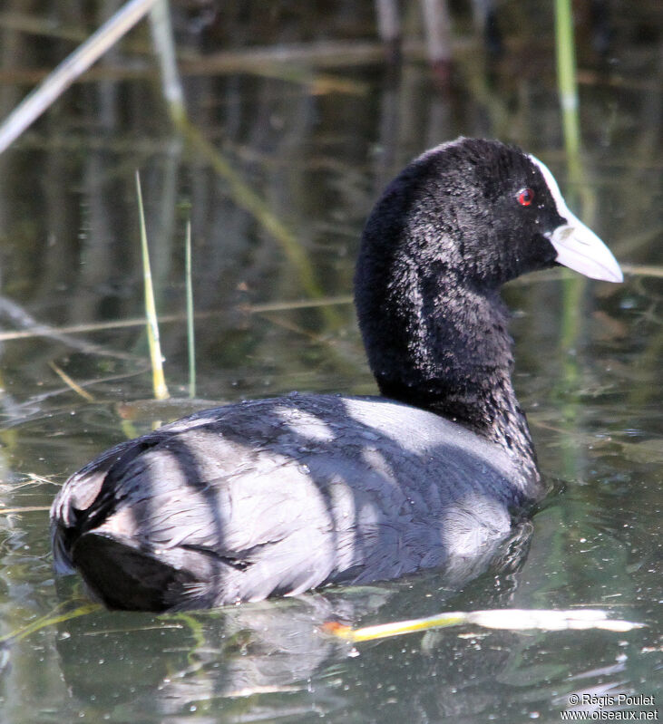 Foulque macrouleadulte, identification