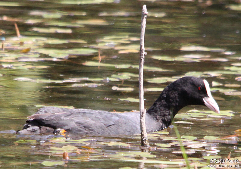 Eurasian Cootadult, identification