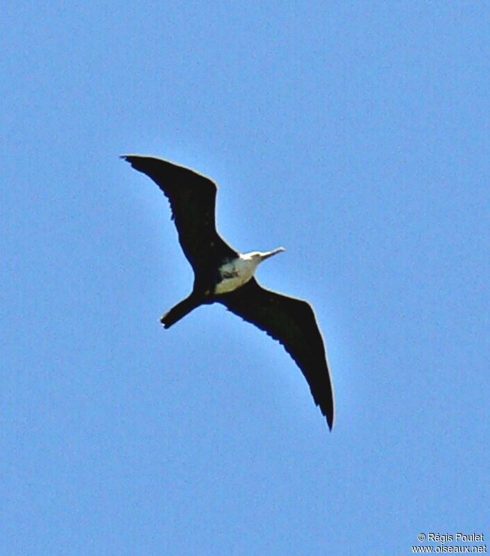 Magnificent Frigatebird female immature