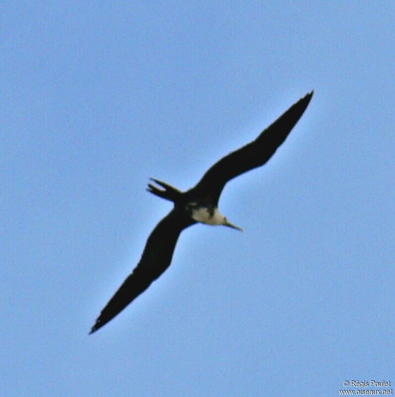 Magnificent Frigatebird female immature