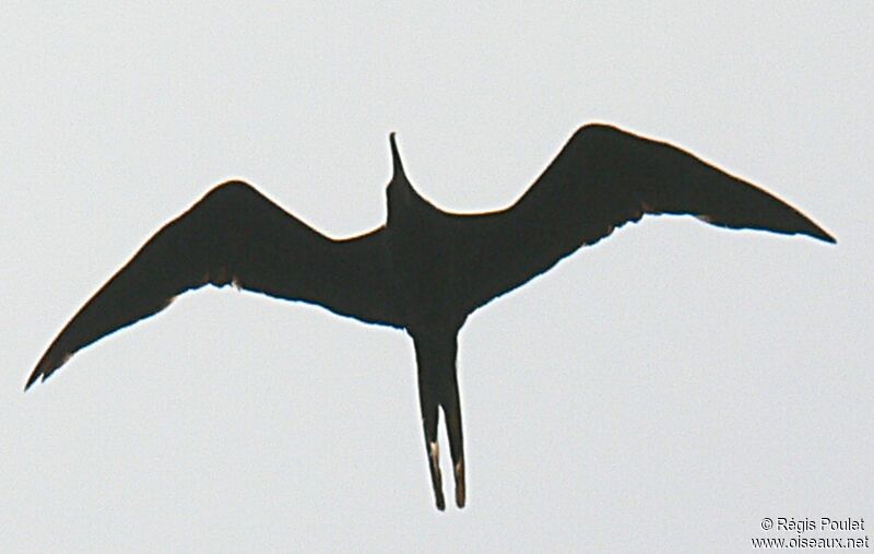 Magnificent Frigatebird male adult