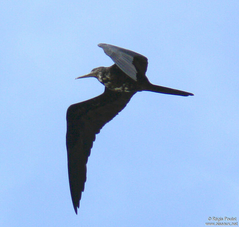 Magnificent Frigatebirdimmature, Flight