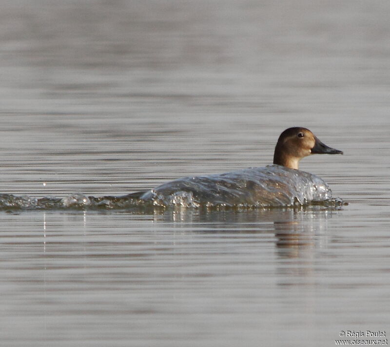 Common Pochard female adult, Behaviour