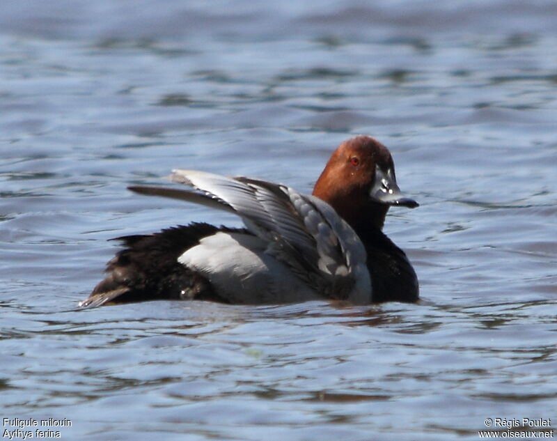 Common Pochard male adult