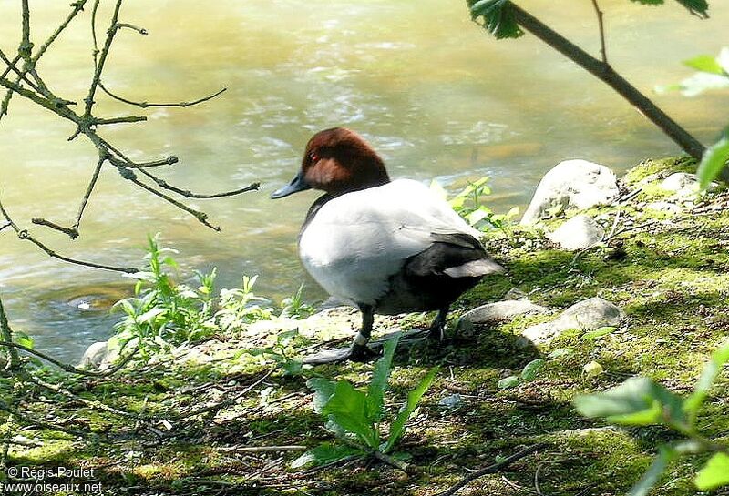 Common Pochard male adult