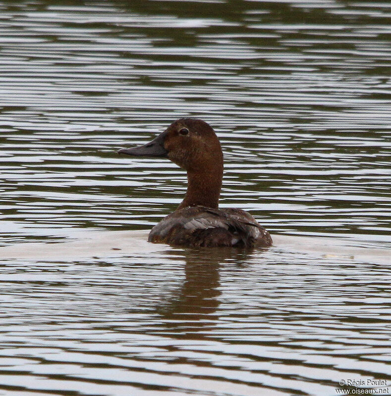 Common Pochard female adult, identification