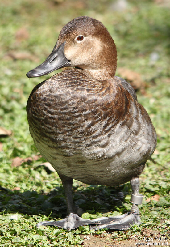 Common Pochard female adult, identification