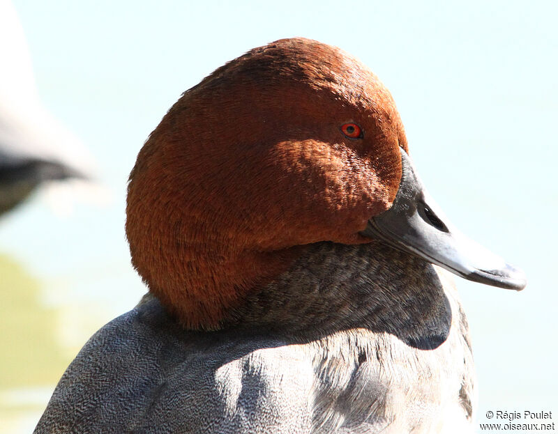 Common Pochard male adult