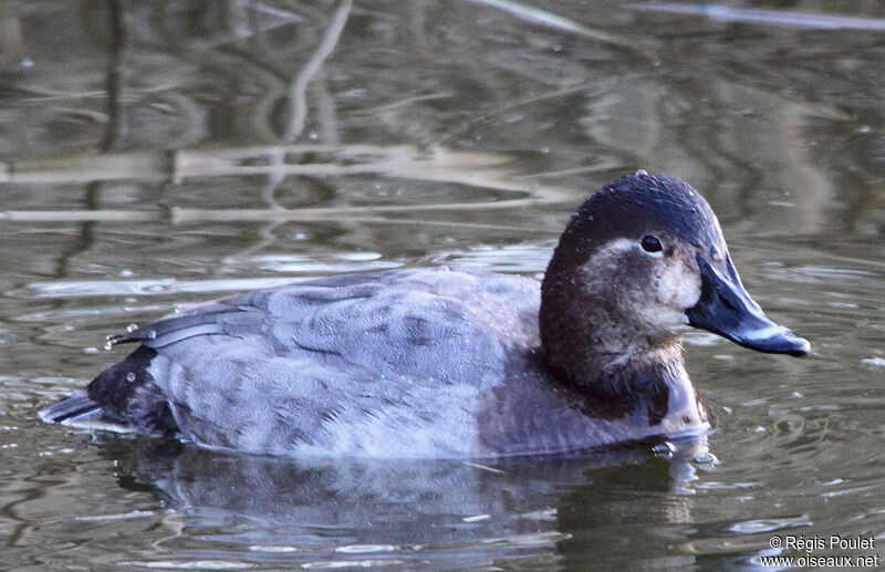 Common Pochard female adult post breeding, identification