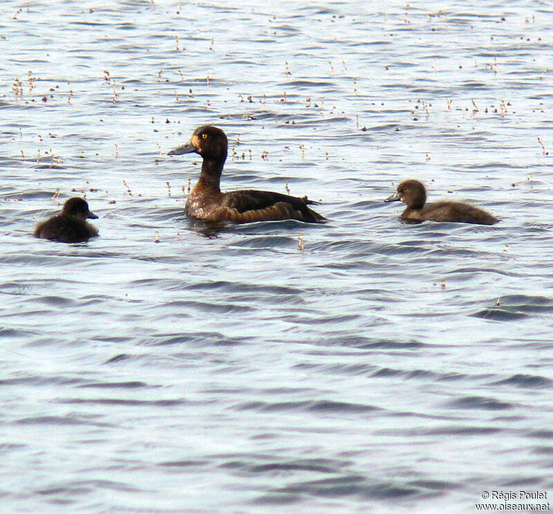 Greater Scaup female