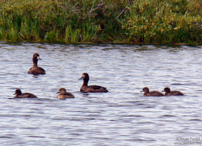 Greater Scaup