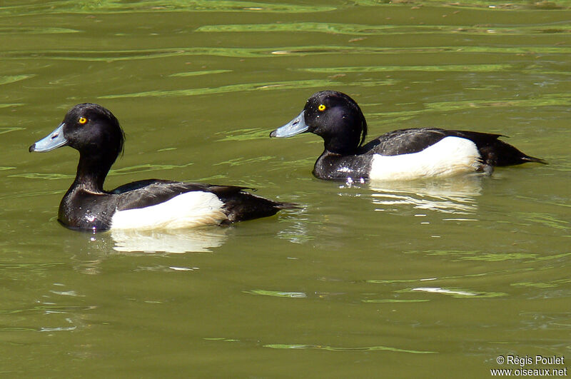 Tufted Duck male adult, identification