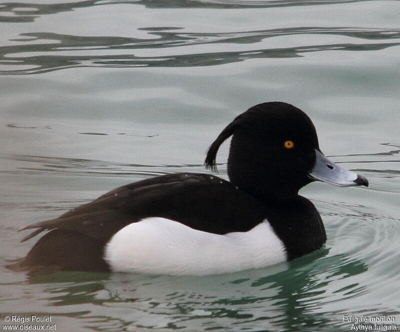 Tufted Duck male adult breeding, identification